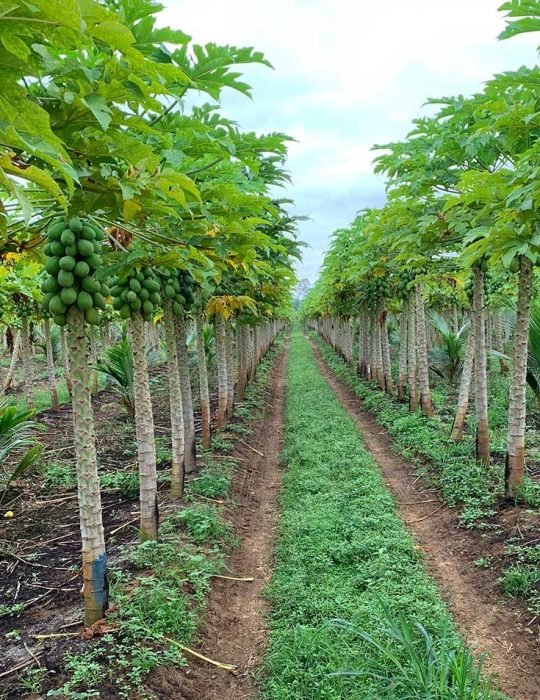 Our papaya fields - Brooks Tropicals